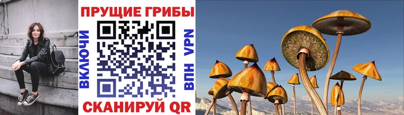 Псилоцибиновые грибы Psilocybine cubensis Козловка